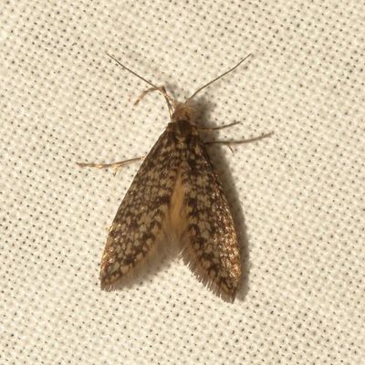 Hodges#0435 * Siederia walshella
