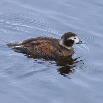 Long-tailed Duck ♀