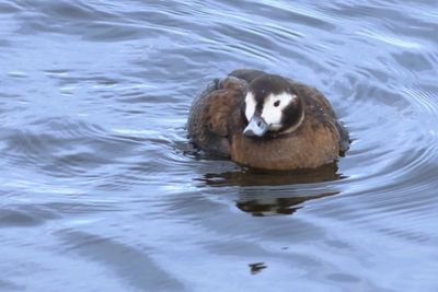 Long-tailed Duck ♀
