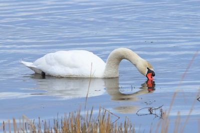 Mute Swan
