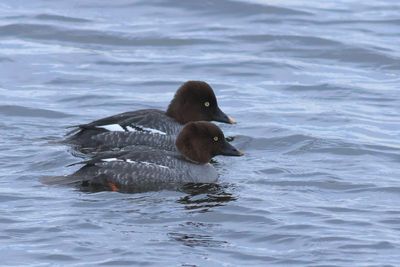 Common Goldeneye ♀