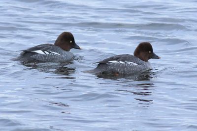 Common Goldeneye ♀