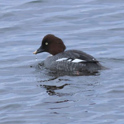Common Goldeneye ♀
