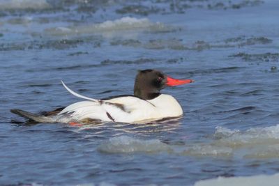 Common Merganser ♂