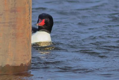 Common Merganser ♂