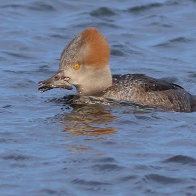 Hooded Merganser  ♀