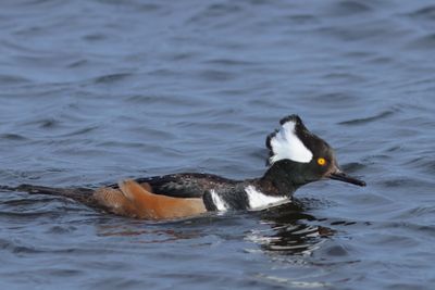 Hooded Merganser  ♂