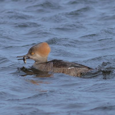 Hooded Merganser ♀