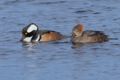 Hooded Merganser   ♂ & ♀