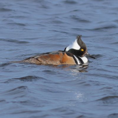 Hooded Merganser ♂