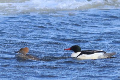 Common Merganser ♂