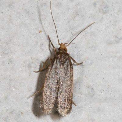 Hodges#1140 * Glyphidocera lithodoxa
