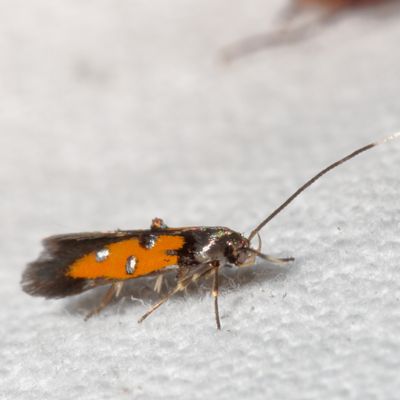 Hodges#1463 * Linnaeus's Spangle-wing * Chrysoclista linneella 