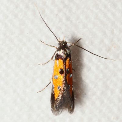 Hodges#1463 * Linnaeus's Spangle-wing * Chrysoclista linneella 