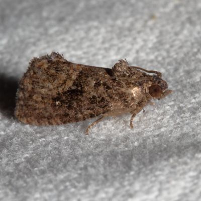 Hodges#3495 * Gymnandrosoma punctidiscanum
