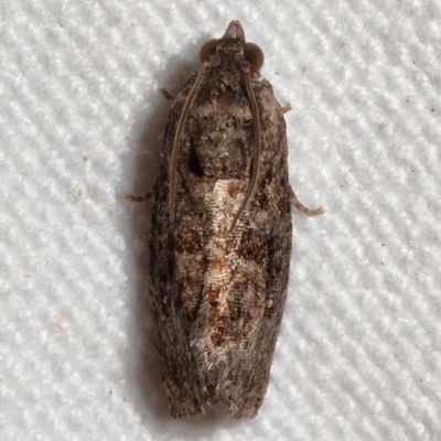 Hodges#3495 * Gymnandrosoma punctidiscanum