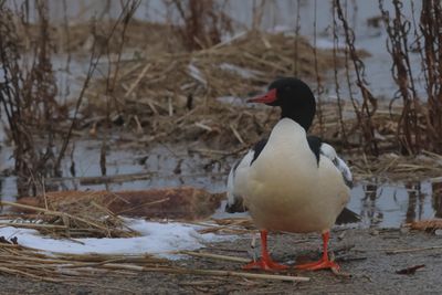 Common Merganser ♂