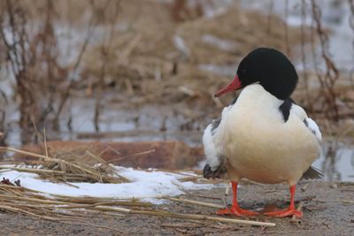 Common Merganser ♂
