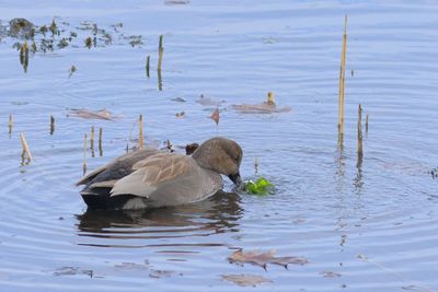 Gadwall ♂