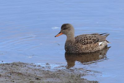 Gadwall ♀