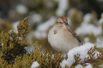 American Tree Sparrow