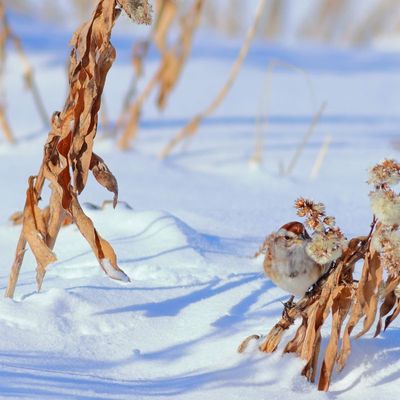 American Tree Sparrow