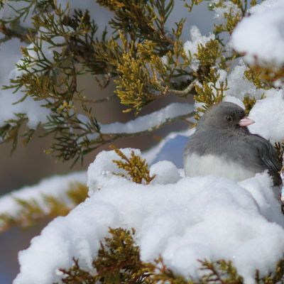 Dark-eyed Junco ♂