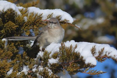 Northern Mockingbird
