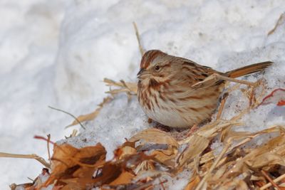 Song Sparrow