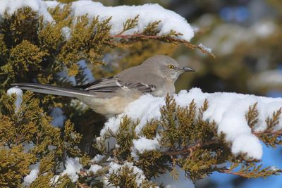 Northern Mockingbird