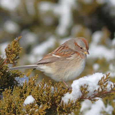 American Tree Sparrow
