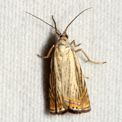 Hodges#5391 * Cranberry Girdler * Chrysoteuchia topiarius