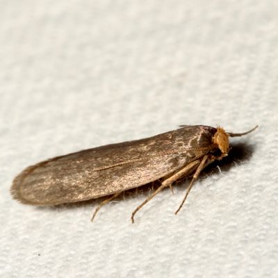 Hodges#5623 * Lesser Wax Moth * Achroia grisella