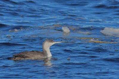 Red-throated Loon