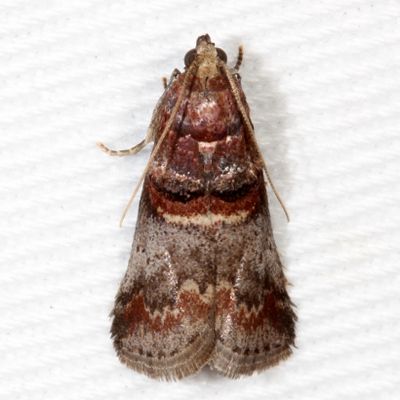 Hodges#5673 * Hickory Leafstem Borer * Acrobasis angusella