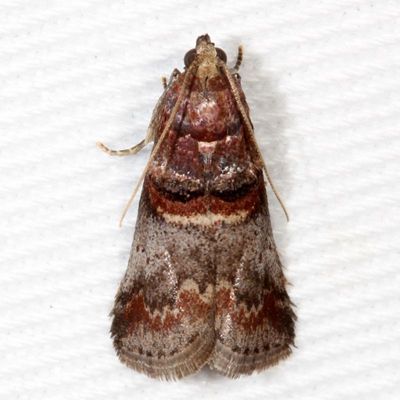 Hodges#5673 * Hickory Leafstem Borer * Acrobasis angusella