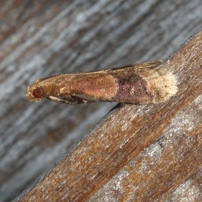 Hodges#5999 * Broad-banded Eulogia Moth * Eulogia ochrifrontella