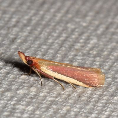 Hodges#6053 * Carmine Snout Moth * Peoria approximella