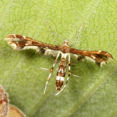 Complex Geina tenuidactylus * Himmelman's and Busck's Plume Moths