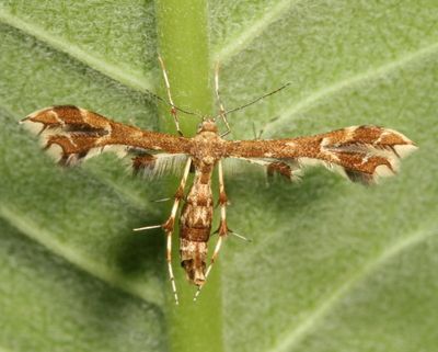 Complex Geina periscelidactylus * Grape and Sheppard's Plume Moths