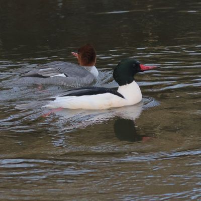 Common Merganser ♂ & ♀