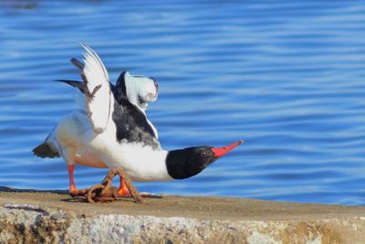 Common Merganser ♂