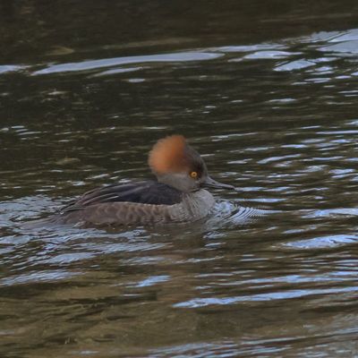 Hooded Merganser ♀