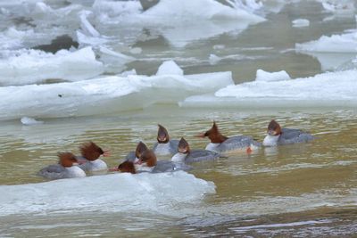 Common Merganser ♀