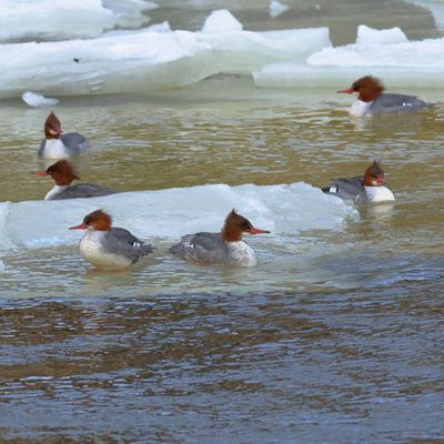 Common Merganser ♀
