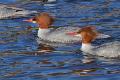 Common Merganser ♀