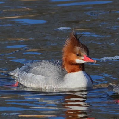 Common Merganser ♀