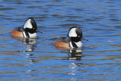 Hooded Merganser ♂