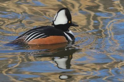 Hooded Merganser ♂