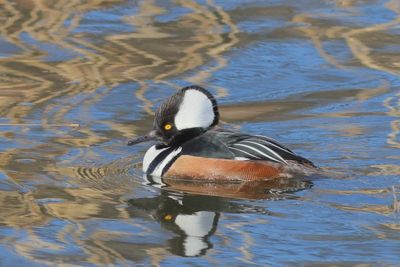 Hooded Merganser ♂